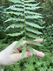 Coryphopteris simulata