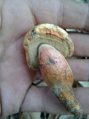 Xerocomellus dryophilus