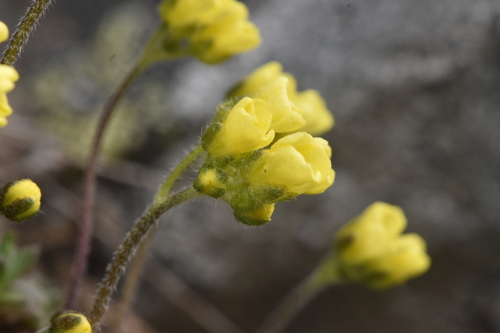Image of Draba oligosperma by no rights reserved