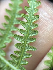 Coryphopteris simulata