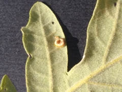 Neuroterus numismalis