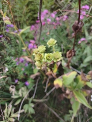 Silphium integrifolium