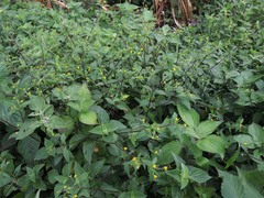 Melampodium paniculatum