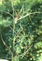 Dichanthelium microcarpon