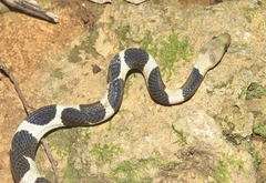 Tropidophis feicki