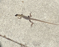 Aspidoscelis sonorae