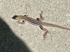 Aspidoscelis sonorae