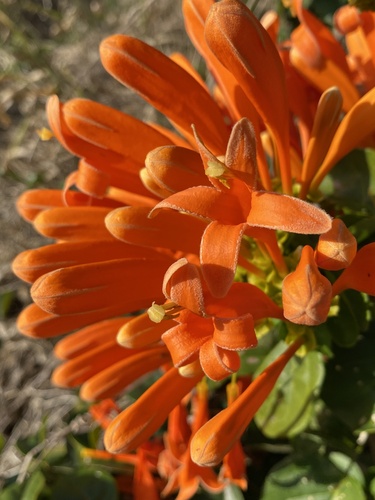 Pyrostegia venusta (Ker Gawl.) Miers