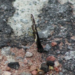 Catasticta nimbice
