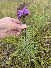 Liatris novae-angliae