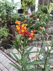 Asclepias