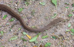 Mastigodryas boddaerti