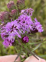Liatris novae-angliae