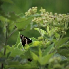 Catasticta nimbice
