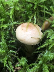 Lactarius vinaceorufescens
