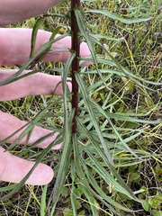 Liatris novae-angliae