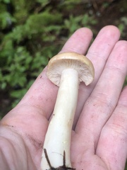Lactarius vinaceorufescens