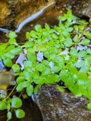 Callitriche stagnalis