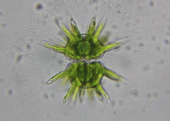 Staurastrum wolleanum