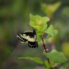 Catasticta nimbice
