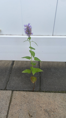Agastache foeniculum
