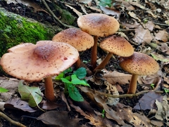 Echinoderma