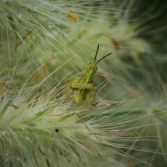 Sphenarium purpurascens