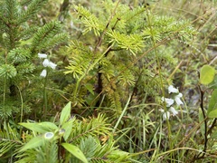 Spiranthes casei