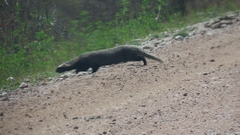 Galictis cuja