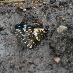 Catasticta nimbice