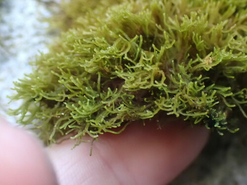 Image of Tetralophozia setiformis by no rights reserved