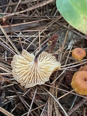 Xeromphalina cauticinalis
