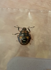 Podisus maculiventris