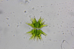 Staurastrum wolleanum