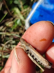 Chorthippus apricarius