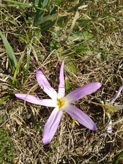 Colchicum montanum