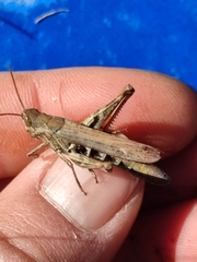 Chorthippus apricarius