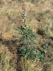 Lupinus rivularis