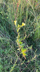 Oenothera