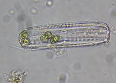 Bacillariophyceae
