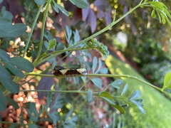 Papilioninae