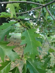 Quercus rubra