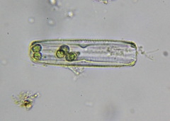 Bacillariophyceae