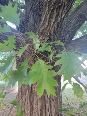 Quercus rubra