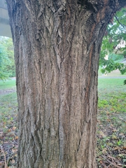 Quercus rubra