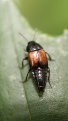 Tachinus