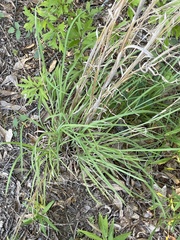 Andropogon virginicus
