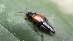 Tachinus