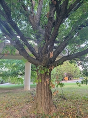 Quercus rubra