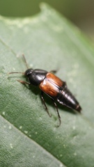Tachinus